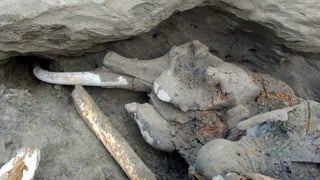 Descubren mamut fosilizado en Rusia