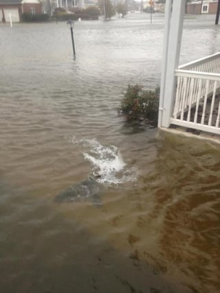 La foto del pequeño tiburón que supuestamente nadaba en New Jersey. (Twitter)