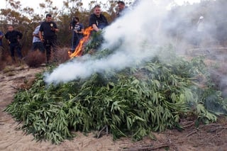 Polémica. Mexicanos, chiles y argentinos están a favor de la legalización de la droga en sus países.