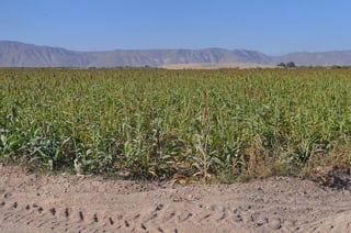 Poca agua. Los agricultores prevén mayores conflictos por la falta de agua para realizar un ciclo agrícola completo en 2013.