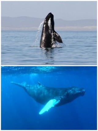 Ballenas. La ballena gris recorre 12 mil kilómetros hasta BCS. 