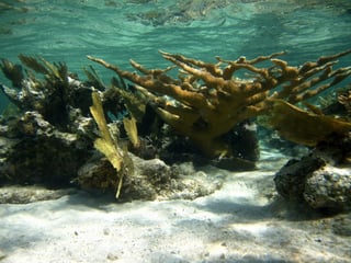 Independiente de la causa, si las condiciones son drásticamente transformadas, el entorno ya no es favorable para el crecimiento y reproducción de los corales. ARCHIVO