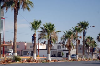 Ornamento. Primero se inició con grupos de palmeras ubicadas en varias partes de la ciudad.
