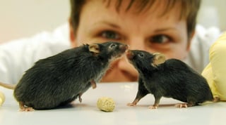 En el laboratorio, este compuesto químico proveyó de una mayor energía a los ratones, dio tonicidad a los músculos de los roedores, les redujo las inflamaciones y mejoró significativamente su resistencia a la insulina. (Archivo)
