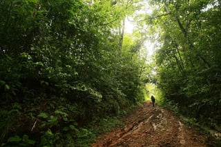 'Los bosques tropicales reducen el máximo de escorrentía durante las tormentas y liberan el agua almacenada durante las sequías', precisó un informe del STRI (siglas en inglés). (ARCHIVO)