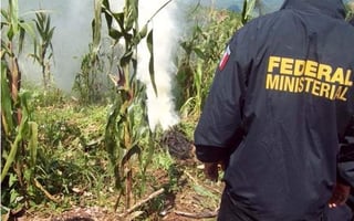 Destruyen marihuana en Chiapas. Personal militar y policías federales incineraron 12 mil plantas de marihuana, que fueron localizadas en dos sembradíos de una comunidad del municipio de Tumbalá en la región norte de Chiapas.