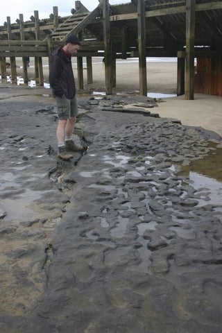 La erosión ha dejado al descubierto en una playa de la localidad de Happisburgh cerca de cincuenta huellas fosilizadas de 800 mil años de antigüedad. 