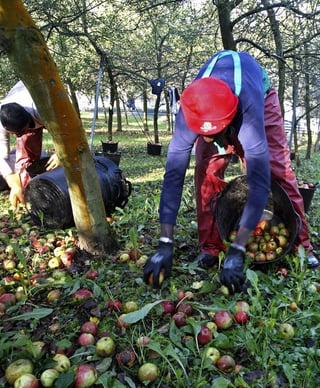 Recolección. Trabajadores recogen manzanas.