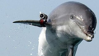 Los delfines portarán equipo militar para emprender misiones de espionaje y rescate marítimo. (Foto de: http://actualidad.rt.com/)
