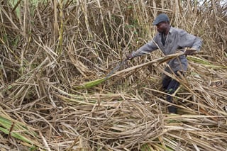 Mercado. Un trabajador de la industria azucarera corta cañas en el campo. 