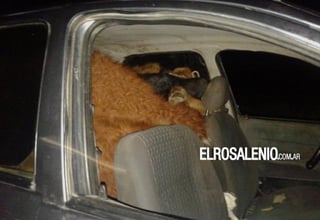 En el interior de un coche se localizaron seis cuerpos de terneros sin vida. (Foto de: http://www.elrosalenio.com.ar/)