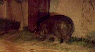 El hipopótamo de nombre Popi fue visto por las calles de Tlajomulco la noche de este miércoles. (Twitter) 
