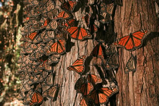 Inició en San Luis Potosí el programa de reproducción de la mariposa monarca. (Archivo) 
