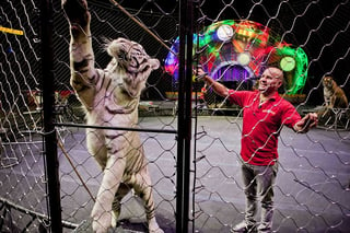 Quejas. Empresarios de circos aseguran que hay desconocimiento de los legisladores sobre el manejo de los animales.