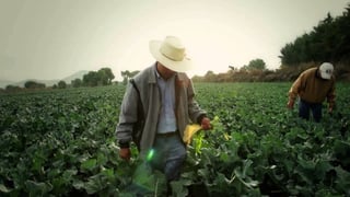 Delicado. El  campo mexicano continúa sometido al  subdesarrollo a pesar de los múltiples programas de desarrollo.