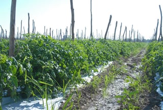 Afectaciones. La mosquita blanca sólo afecta a cultivos y es inofensiva, pues no causa ningún daño a la salud de las personas.