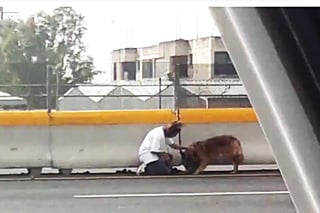 La señora 'Vero' cruza la peligrosa autopista para rescatar al indefenso animal. (YouTube)