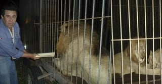  Gracias a una denuncia ciudadana, la Profepa rescató a dos leones de circo que se encontraban abandonados en Yucatán. (Twitter)
