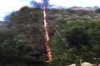 El árbol con varios metros de altura cayó directo a uno de los presentes. (YouTube)