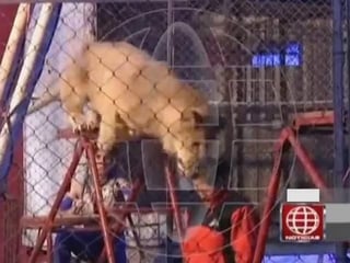 La mujer ingresó a la jaula del animal a pedido del domador y fue arrastrada por el león ante el horror del público.