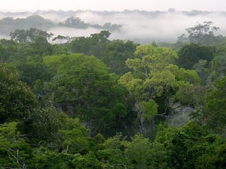La deforestación es la principal causa en Brasil de las emisiones de dióxido de carbono, tanto por los gases que se liberan con los incendios forestales como por el oxígeno que se deja de generar. (ARCHIVO)