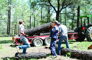 Derribe. En el municipio de Tepehuanes se derriban más pinos de los autorizados, pero se dice que es por accidente.