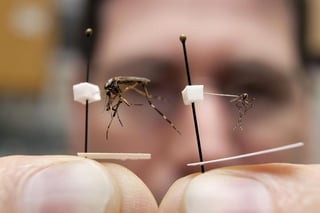 Gracias a experimentos recientes, se ha descubierto que ciertos elementos presentes en algunas personas las vuelven las favoritas de estos insectos. (ARCHIVO)