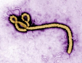 De acuerdo con la OMS, hasta este jueves los tres países más afectados por el ébola (Liberia, Guinea y Sierra Leona) han reportado el contagio de ocho mil 997 personas, de las que cuatro mil 493 han muerto. (ARCHIVO)