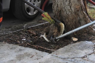 Al lugar acudió personal del Cuerpo de Bomberos, quienes comprobaron que la víbora había hecho su nido en el tronco hueco de un árbol.
