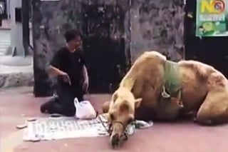 El sujeto agrede al camello y después lo obliga a tragar botellas de plástico. (YouTube)