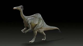 Los expertos han podido recopilar casi la totalidad de los huesos de este dinosaurio, que vivió durante el Cretácico en lo que hoy es el sur de Mongolia. (EFE)