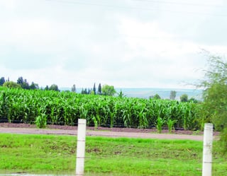 Evidencia. La siembra de maíz es una de las actividades muy arraigadas en el municipio de Durango.