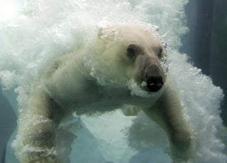 El oso polar es una de las 32 especies propuestas para integrar una lista de la CMS de variedades animales silvestres migratorias que necesitan protección urgente por estar en extrema vulnerabilidad. (ARCHIVO)