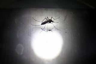 El virus Chikungunya fue descrito inicialmente en la década de los 50s y se transmite al hombre por los mismos mosquitos que transmiten el dengue. (ARCHIVO)