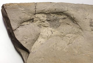 Se trata no solo del primer fósil completo de un dinosaurio terópodo hallado en Corea del Sur sino también de una de las especies más pequeñas descubiertas en este país. (ARCHIVO)