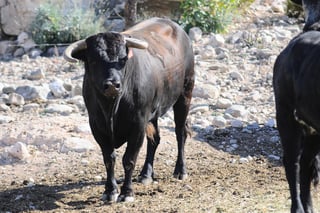 Entre las pintas existe diversidad entre los toros por ejemplo el entrepelado es el que presenta una visible mezcla de pelaje salpicado.