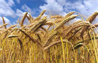 Producción. El trigo grano reportará un crecimiento de 9.7 por ciento al cierre de 2014. (INTERNET)