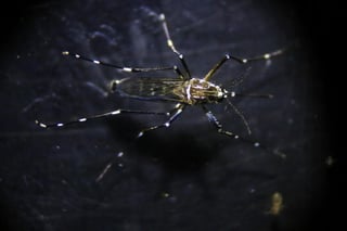 Este nuevo tipo de anticuerpos descubierto en humanos, que también neutraliza el estado inicial del virus presente en los mosquitos, podría conducir al desarrollo de vacunas y tratamientos efectivos para combatir la enfermedad. (ARCHIVO)
