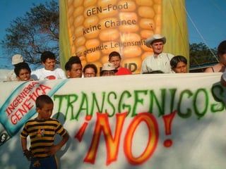Caras. En México está prohibido el uso de semilla transgénica en el cultivo del maíz y el friol, en tanto está abierto para el algodón. (INTERNET)