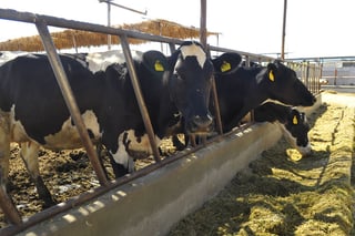 Aseguran. 'Esto es un atentado a la economía de los productores de leche', dice el Frente. 