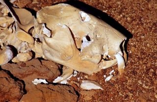 Los investigadores analizaron el material genético extraído de los restos de los cráneos y dientes hallados en una cueva fría y seca de Tasmania. (ARCHIVO)