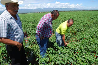 Chileros. Este año los chileros tendrán mucho trabajo si quieren exportar chile verde y ancho al estado de Texas en E.U.
