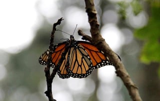 Las mariposas Monarca protagonizan una de las migraciones más espectaculares del planeta, con rumbo a los bosques mexicanos, fenómeno que se podrá admirar hasta los últimos días de marzo. (ARCHIVO)