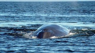 Para este estudio, los científicos, después de sus trabajos en las Balleny, colocarán sonoboyas para captar los sonidos de baja frecuencia que emiten las ballenas. (ARCHIVO)