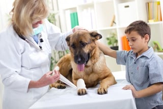 Productos. En México existen seguros para mascotas en veterinarias.