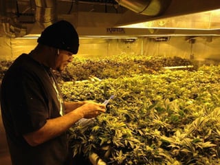 Las autoridades de Santa Ana, California decidieron sortear los permisos para la venta legal de marihuana con fines médicos en dispensarios. (ARCHIVO)