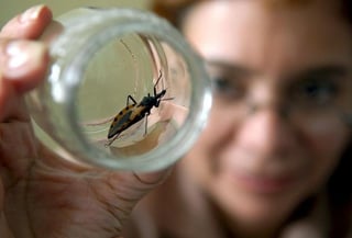 El mal de Chagas es una enfermedad potencialmente mortal, por provocar problemas en el corazón, causada por el parásito protozoo Trypanosoma cruzi, que es transmitido a los humanos por una especie de chinche conocido como 'vinchuca'. (ARCHIVO)