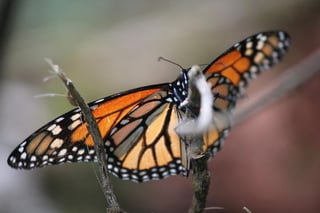 Cada año, millones de mariposas monarcas emigran durante el invierno de Canadá y Estados Unidos hacia México, sin embargo, en las últimas dos décadas de los 1,000 millones de ejemplares detectados en los años noventa, se ha registrado un descenso del 90 por ciento de su población. (ARCHIVO)