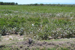 Superficie. Esperan sembrar las mismas hectáreas de algodón y no afectar a los demás cultivos. (EL SIGLO DE TORREÓN/ MARY VÁZQUEZ)