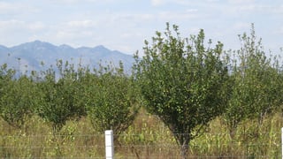 Peligro. La producción de diversas frutas corren el riesgo de perderse en buena parte, debido a la granizada y al exceso de lluvias.